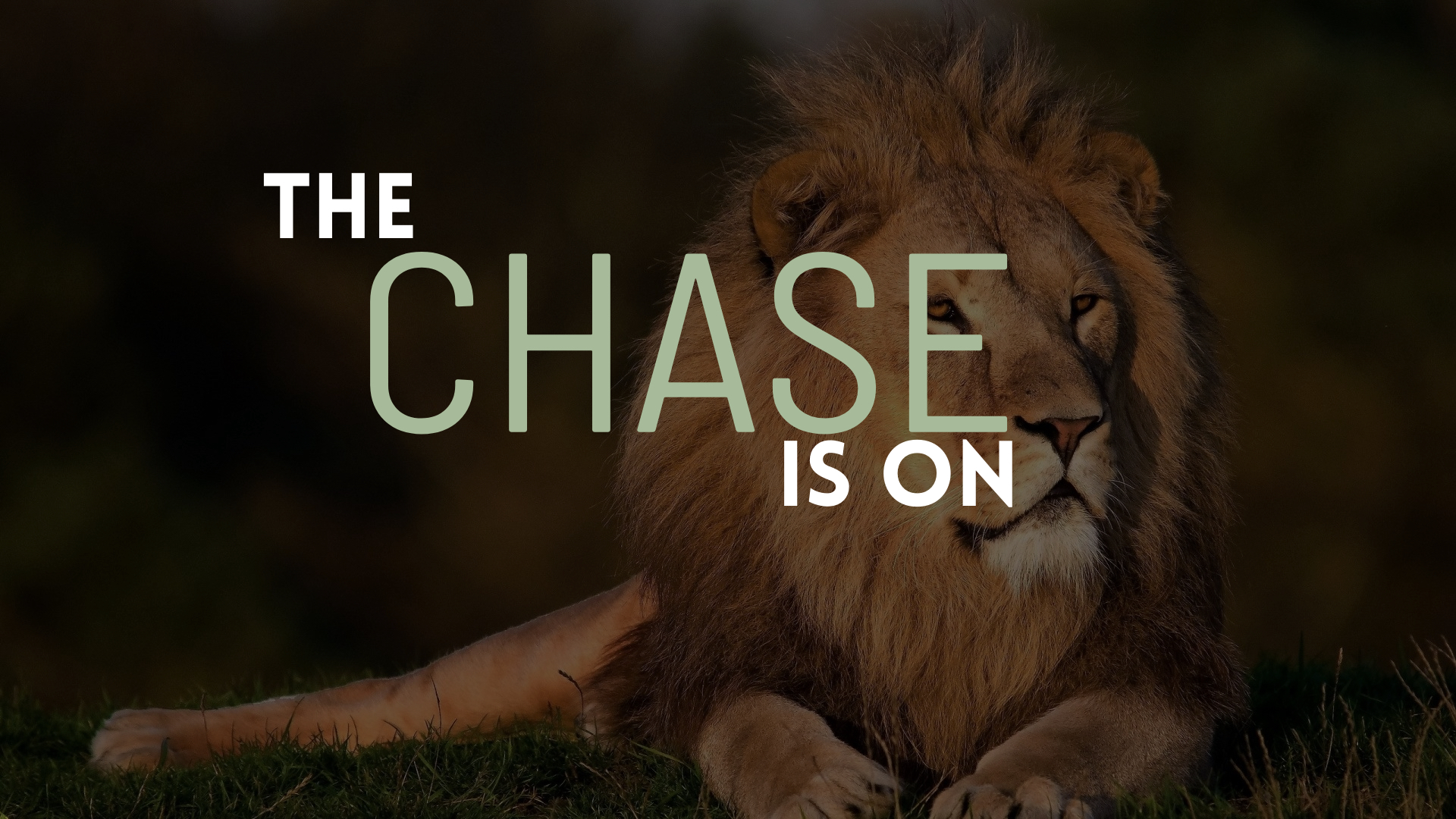 The Chase is On!